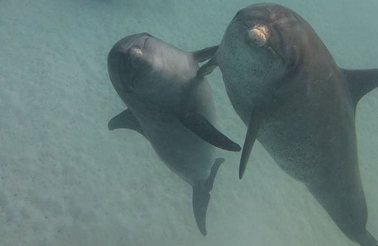 Ausflug zum Dolphin House in El Gouna - Begegnung mit Delfinen in freier Wildbahn