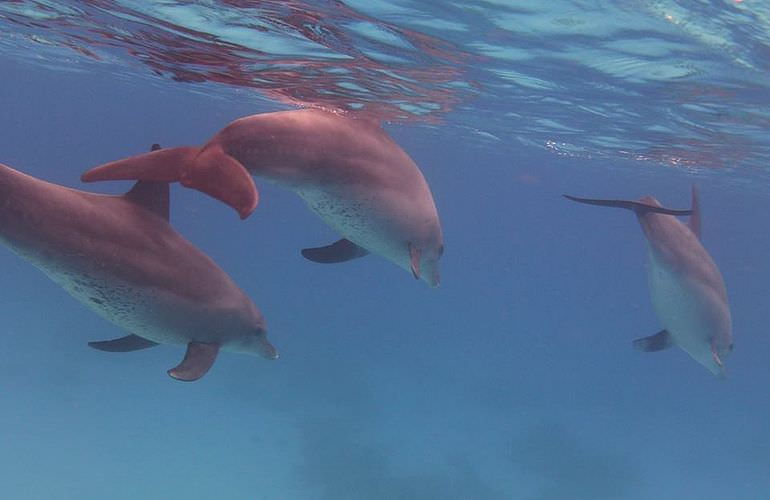 Delfin Tour in El Gouna - Schwimmen mit freilebenden Delfinen