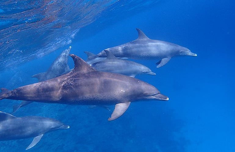 Ausflug zum Dolphin House in El Gouna - Begegnung mit Delfinen in freier Wildbahn