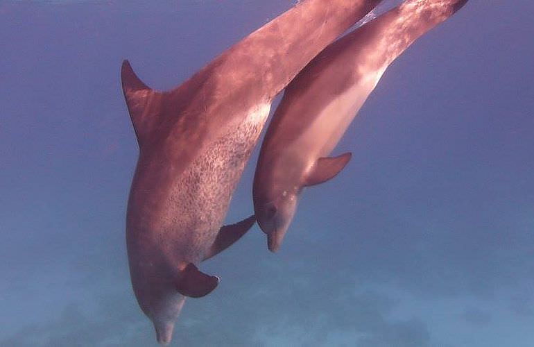 Delfin Tour in El Gouna - Schwimmen mit freilebenden Delfinen