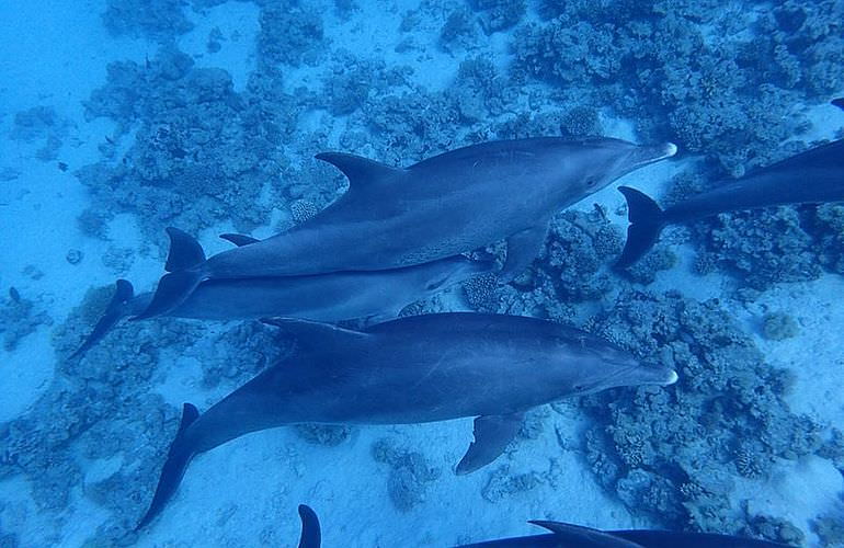 Privater Ausflug zu den Delfinen mit Speedboot ab El Gouna