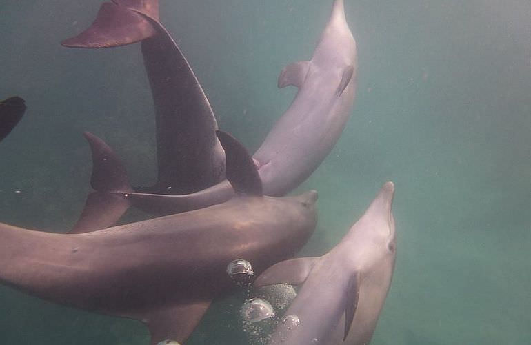 Ausflug zum Dolphin House in El Gouna - Begegnung mit Delfinen in freier Wildbahn