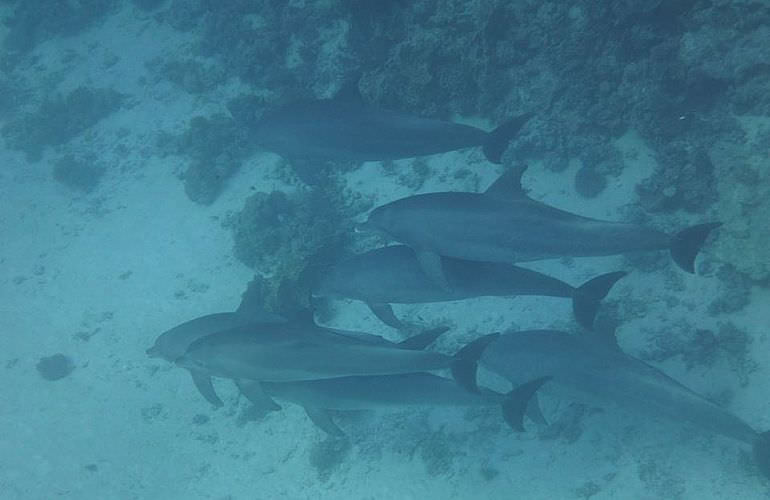 Delfin Tour in El Gouna - Schwimmen mit freilebenden Delfinen