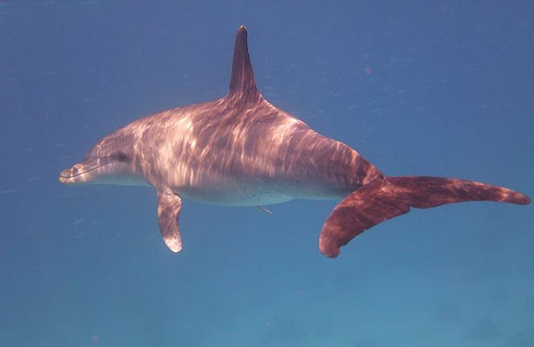 Ausflug zum Dolphin House in El Gouna - Begegnung mit Delfinen in freier Wildbahn