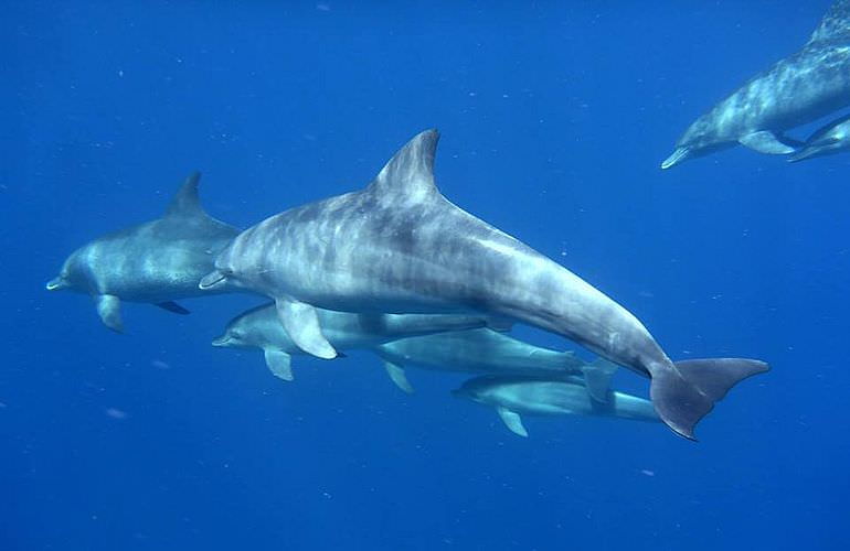 Delfin Tour in El Gouna - Schwimmen mit freilebenden Delfinen