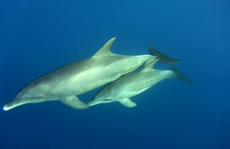 Ausflug zum Dolphin House in El Gouna - Begegnung mit Delfinen in freier Wildbahn