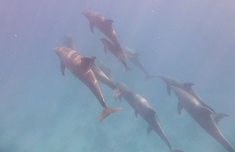 Privater Ausflug zu den Delfinen mit Speedboot ab El Gouna