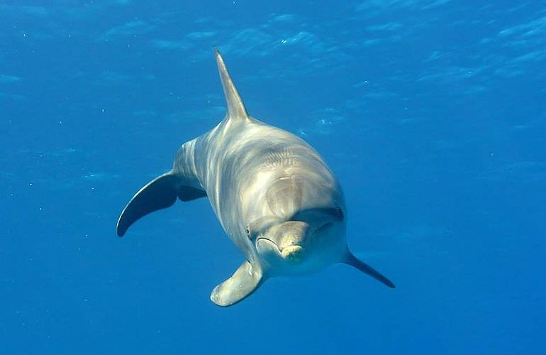 Delfin Tour in El Gouna - Schwimmen mit freilebenden Delfinen