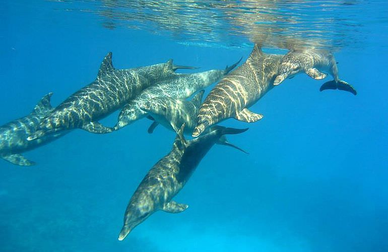 Ausflug zum Dolphin House in El Gouna - Begegnung mit Delfinen in freier Wildbahn