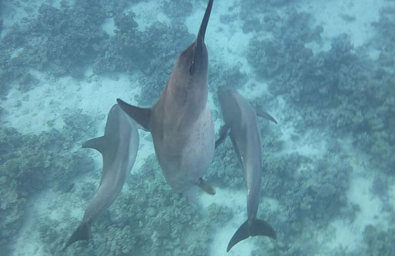 Delfin Tour in El Gouna - Schwimmen mit freilebenden Delfinen