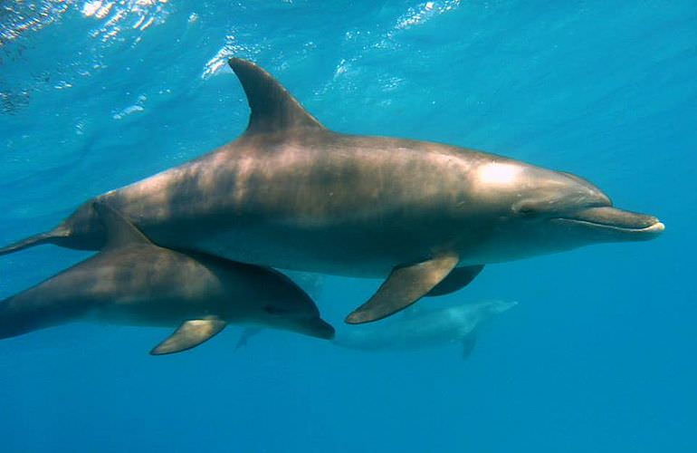 Delfin Tour in El Gouna - Schwimmen mit freilebenden Delfinen