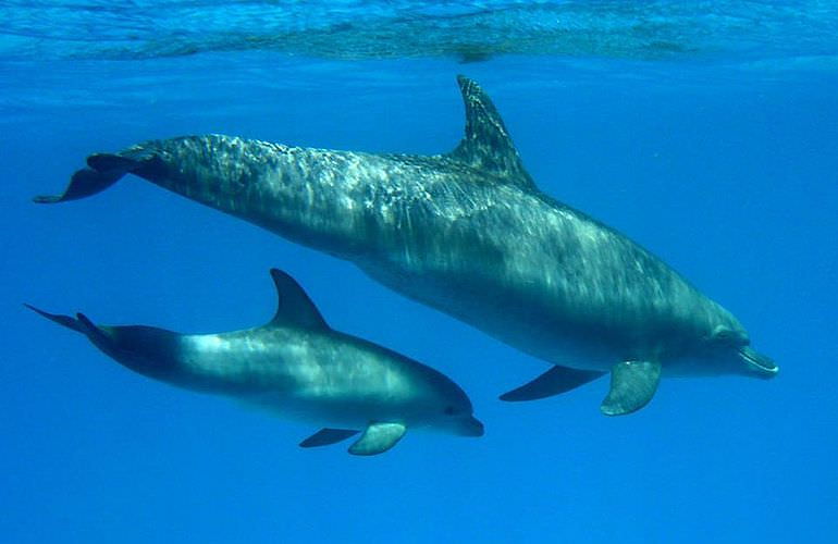 Privater Ausflug zu den Delfinen mit Speedboot ab El Gouna