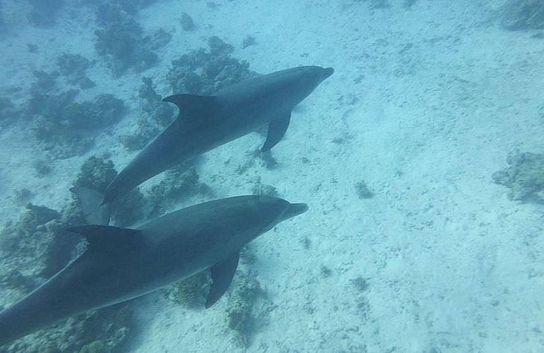 Delfin Tour in El Gouna - Schwimmen mit freilebenden Delfinen