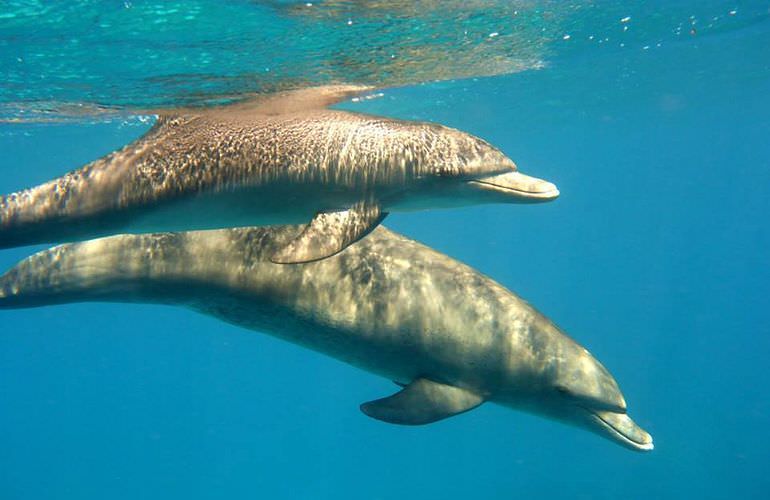 Privater Ausflug zu den Delfinen mit Speedboot ab El Gouna