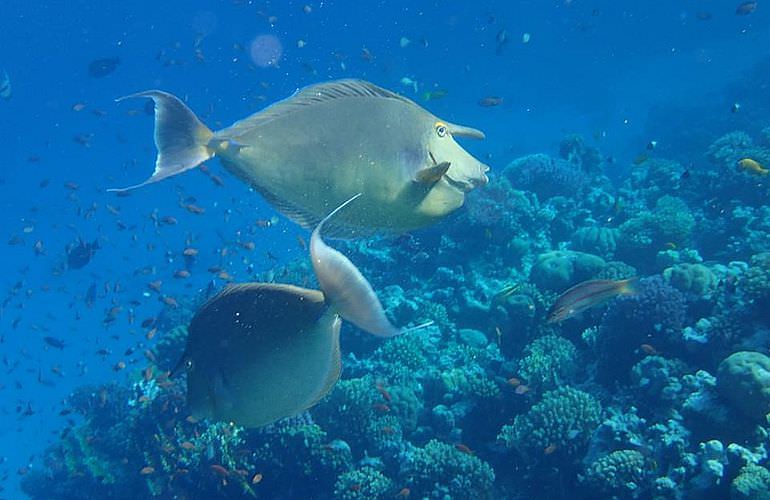 Ausflug zum Dolphin House in El Gouna - Begegnung mit Delfinen in freier Wildbahn