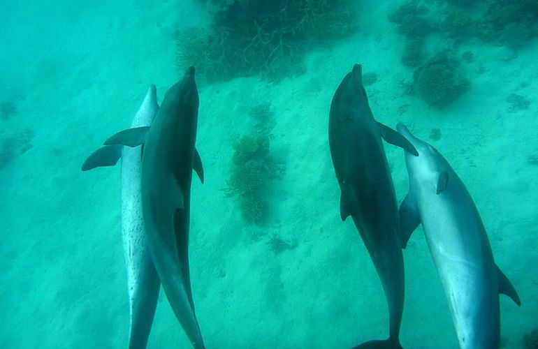 Delfin Tour in El Gouna - Schwimmen mit freilebenden Delfinen