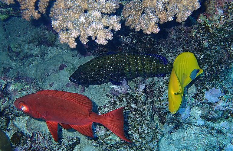 Ausflug zum Dolphin House in El Gouna - Begegnung mit Delfinen in freier Wildbahn