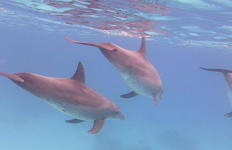 Delfin Tour in El Gouna - Schwimmen mit freilebenden Delfinen