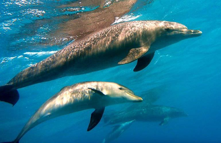 Delfin Tour in El Gouna - Schwimmen mit freilebenden Delfinen