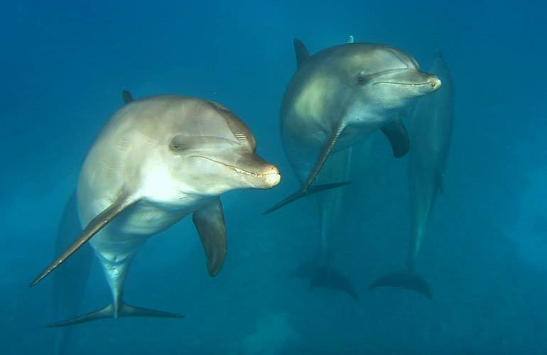 Ausflug zum Dolphin House in El Gouna - Begegnung mit Delfinen in freier Wildbahn