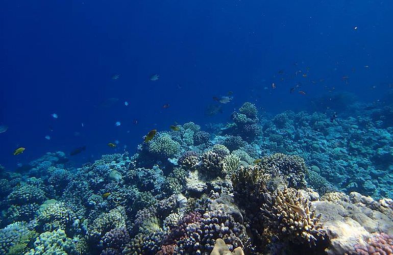 Privater Ausflug zu den Delfinen mit Speedboot ab El Gouna