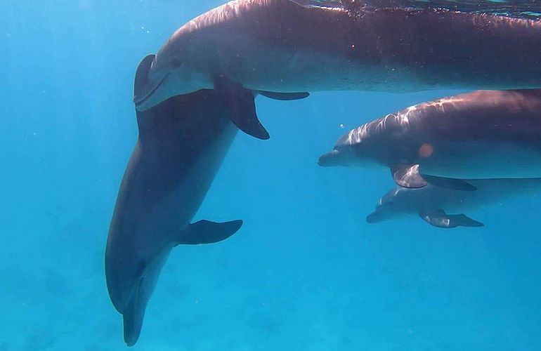 Delfin Tour in El Gouna - Schwimmen mit freilebenden Delfinen