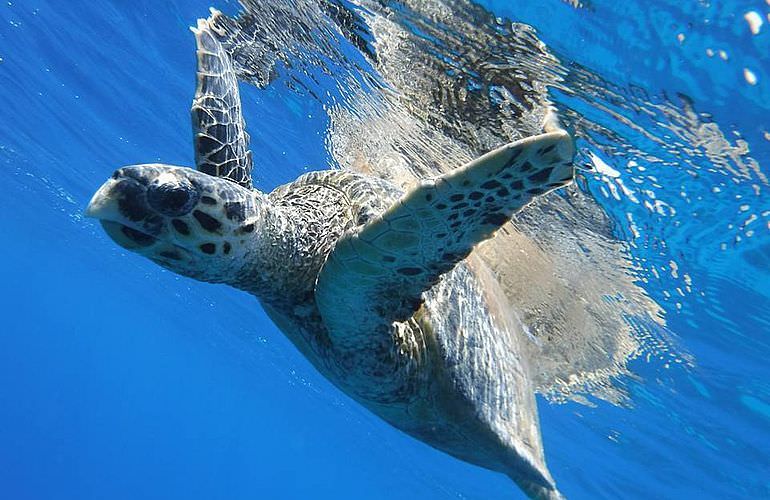 Delfin Tour in El Gouna - Schwimmen mit freilebenden Delfinen