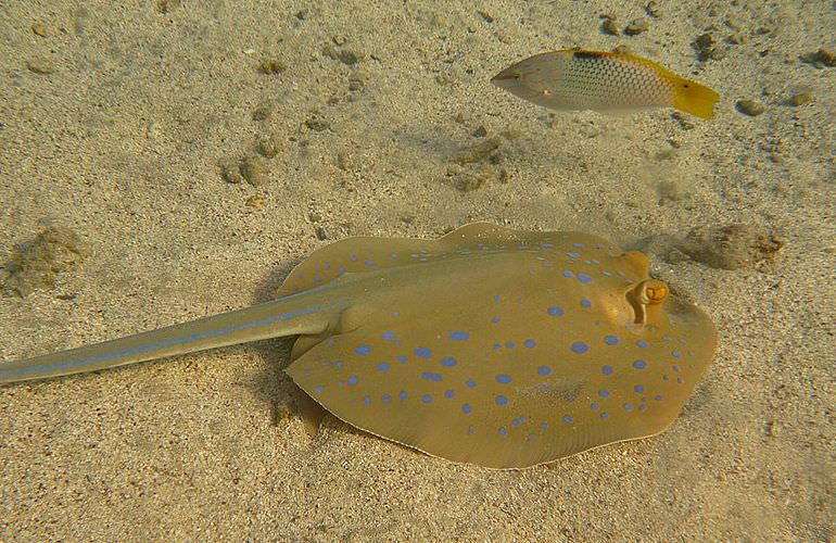 Delfin Tour in El Gouna - Schwimmen mit freilebenden Delfinen