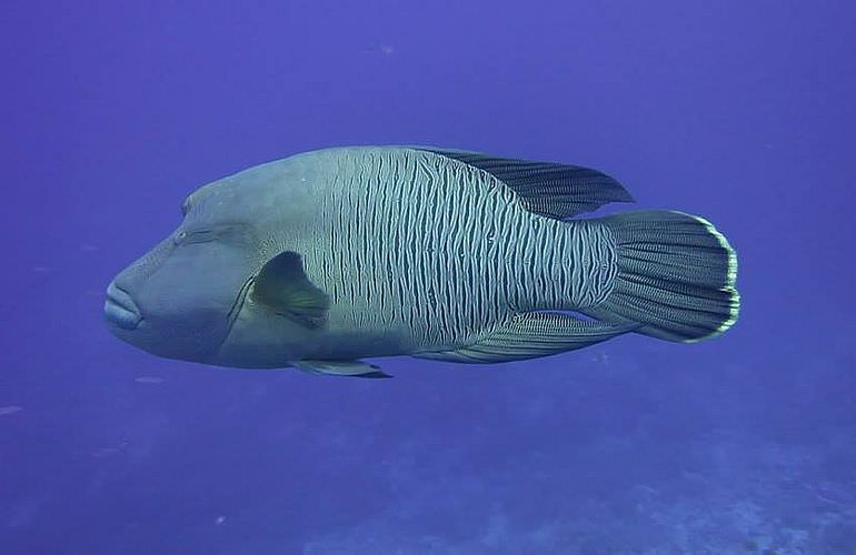 Delfin Tour in El Gouna - Schwimmen mit freilebenden Delfinen