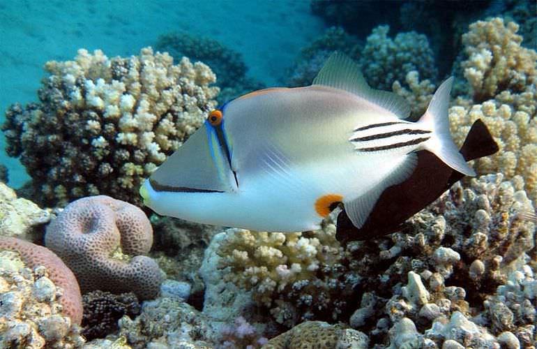 Delfin Tour in El Gouna - Schwimmen mit freilebenden Delfinen