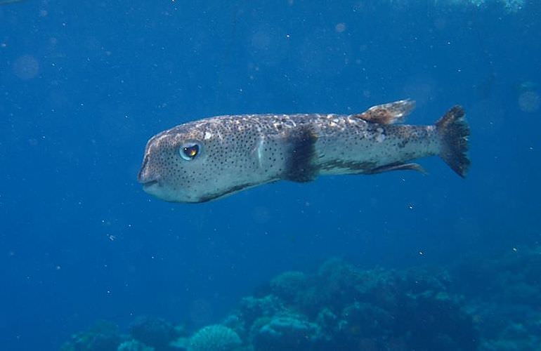 Private Delfin Tour in El Gouna - Privater Bootsausflug zum Schnorcheln