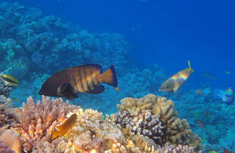 Delfin Tour in El Gouna - Schwimmen mit freilebenden Delfinen