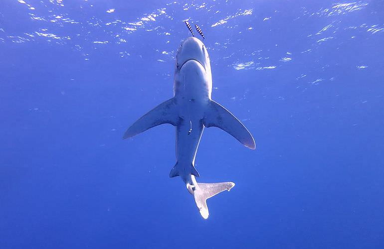 Private Delfin Tour in El Gouna - Privater Bootsausflug zum Schnorcheln