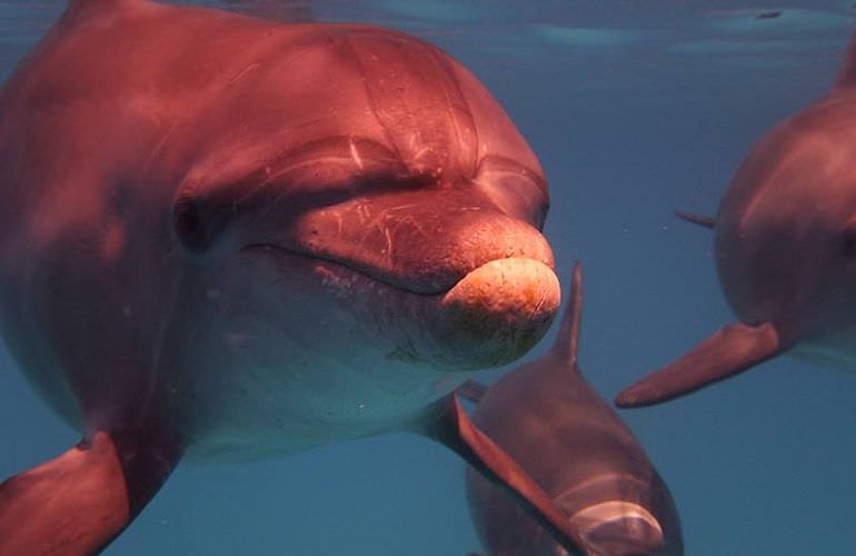 Delfin Tour in El Gouna - Schwimmen mit freilebenden Delfinen