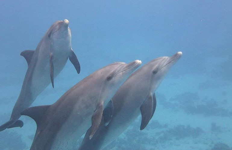 Privater Ausflug zu den Delfinen mit Speedboot ab El Gouna