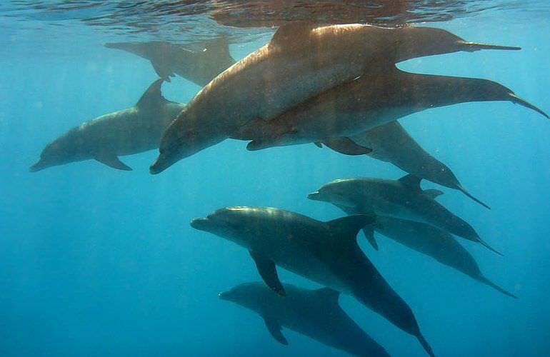 Ausflug zum Dolphin House in El Gouna - Begegnung mit Delfinen in freier Wildbahn