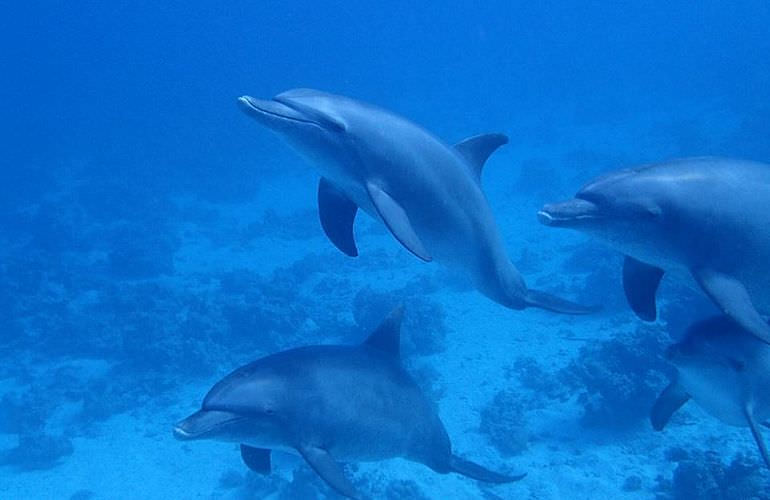 Delfin Tour in El Gouna - Schwimmen mit freilebenden Delfinen