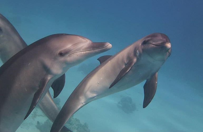 Ausflug zum Dolphin House in El Gouna - Begegnung mit Delfinen in freier Wildbahn