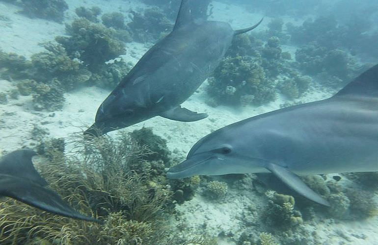 Delfin Tour in El Gouna - Schwimmen mit freilebenden Delfinen