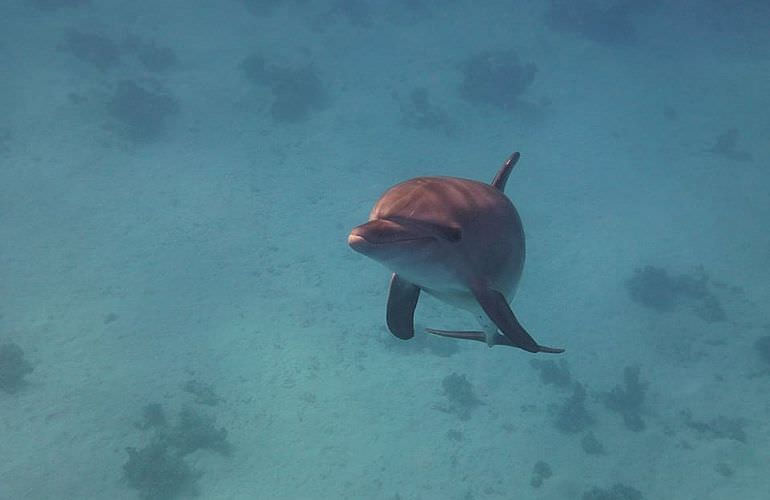 Ausflug zum Dolphin House in El Gouna - Begegnung mit Delfinen in freier Wildbahn