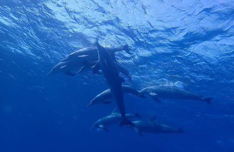 Privater Ausflug zu den Delfinen mit Speedboot ab El Gouna