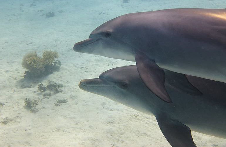 Privater Ausflug zu den Delfinen mit Speedboot ab El Gouna