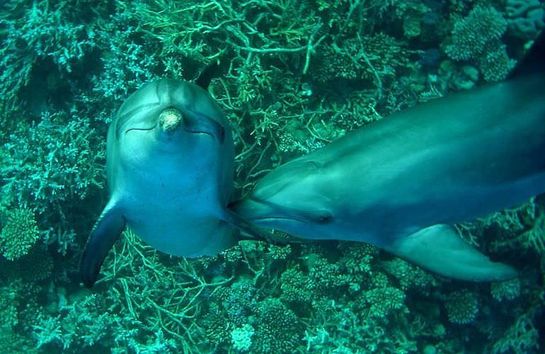 Delfin Tour in El Gouna - Schwimmen mit freilebenden Delfinen