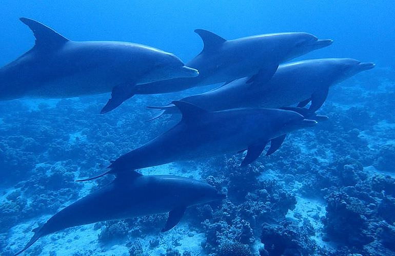 Ausflug zum Dolphin House in El Gouna - Begegnung mit Delfinen in freier Wildbahn