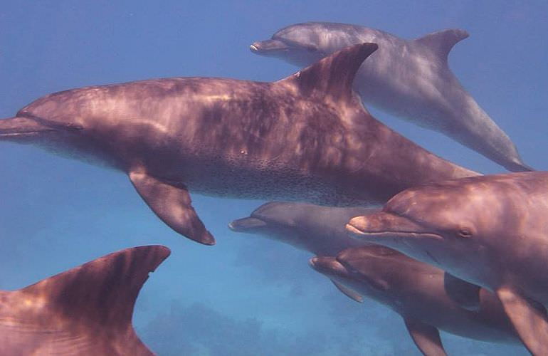 Privater Ausflug zu den Delfinen mit Speedboot ab El Gouna