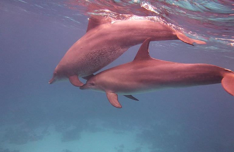 Delfin Tour in El Gouna - Schwimmen mit freilebenden Delfinen