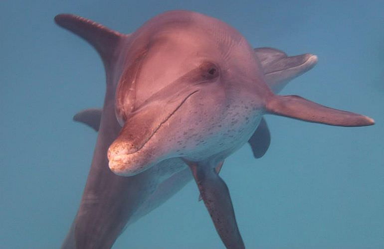 Ausflug zum Dolphin House in El Gouna - Begegnung mit Delfinen in freier Wildbahn