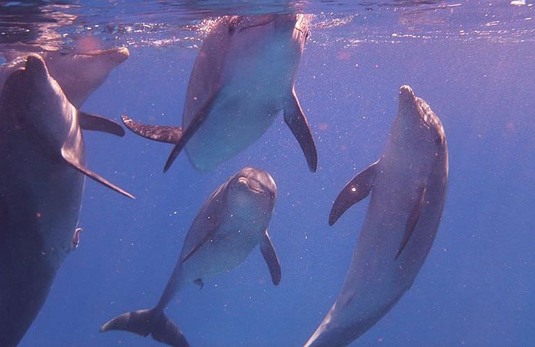 Ausflug zum Dolphin House in El Gouna - Begegnung mit Delfinen in freier Wildbahn