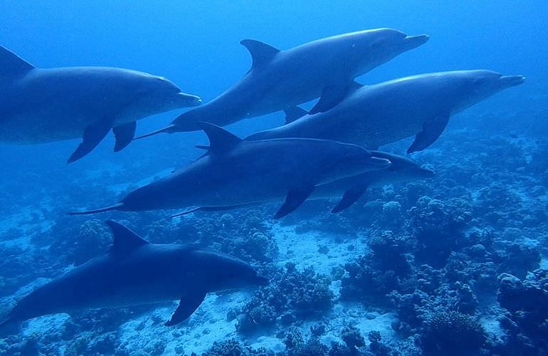 Delfin Tour in El Gouna - Schwimmen mit freilebenden Delfinen