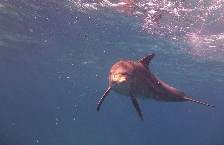 Privater Ausflug zu den Delfinen mit Speedboot ab El Gouna